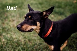 Border Collie Kelpie Cross – Eumundi