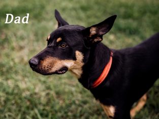 Border Collie Kelpie Cross – Eumundi