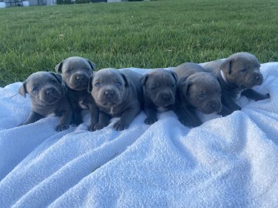 Staffordshire Bull Terrier – Londonderry