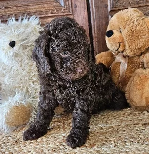 Bordoodle – Oran Park