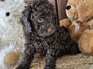 Bordoodle – Oran Park