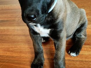 Alaskan Malamute – North Boambee Valley