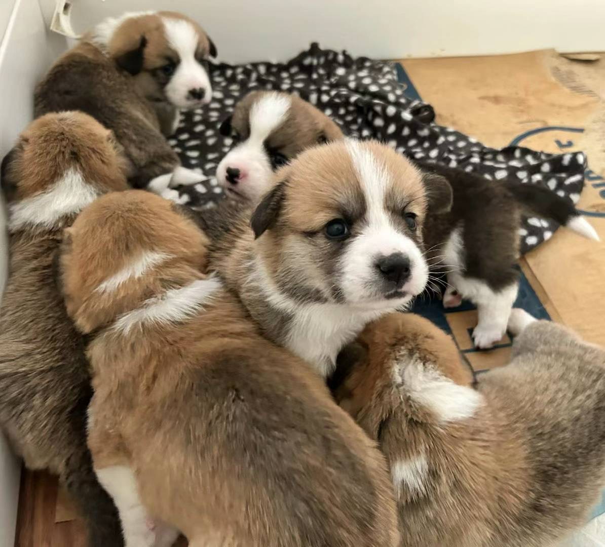 Southern River PetsForHomes