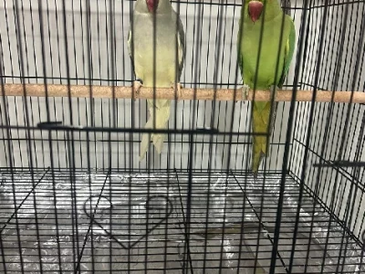 Parrots – Liverpool