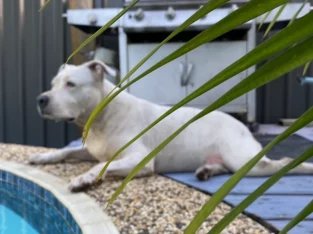 Staffordshire Bull Terrier – Palm Beach