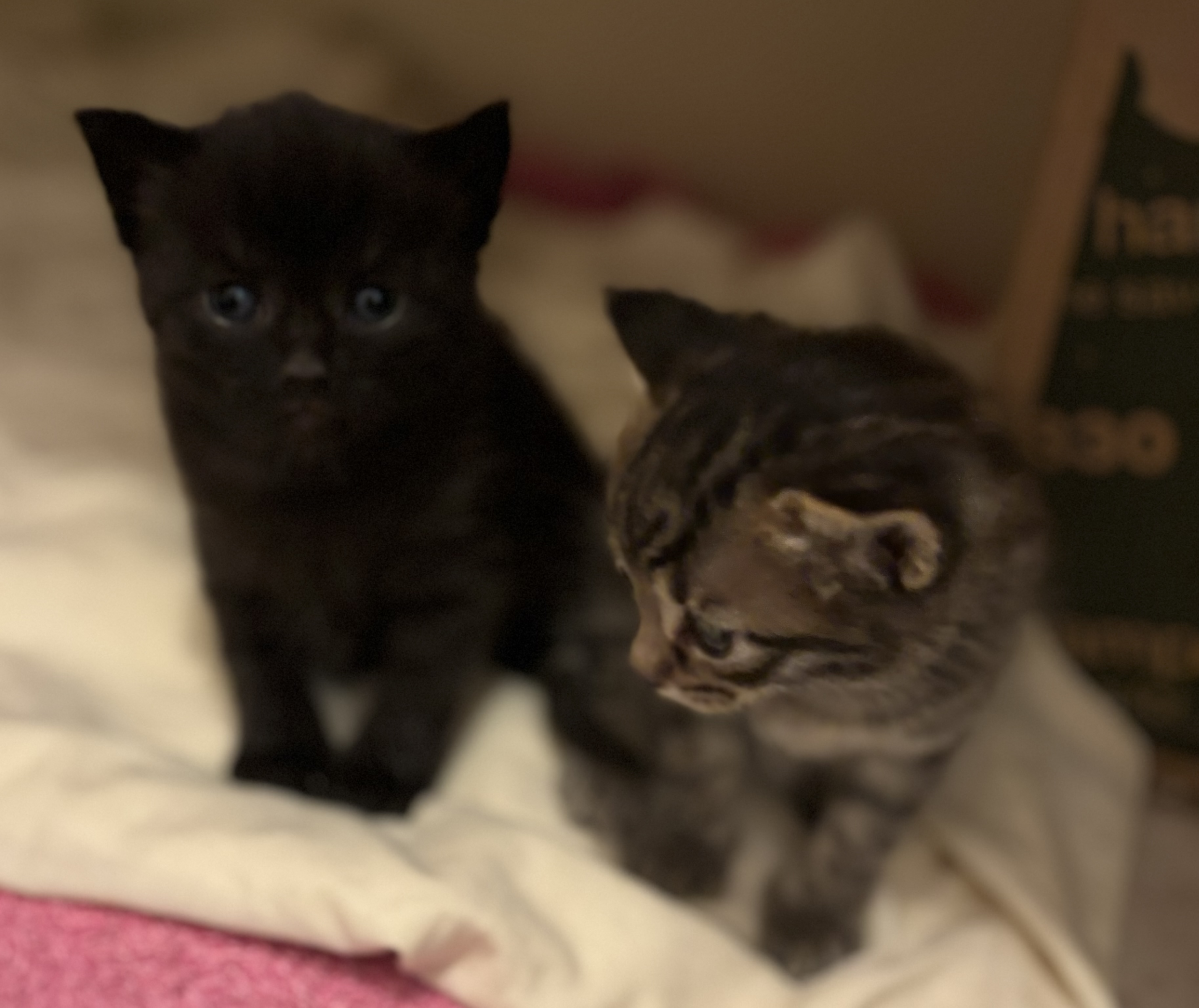 Ragdoll Strathpine PetsForHomes