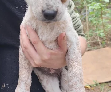 Australian Cattle Dog – Glass House Mountains