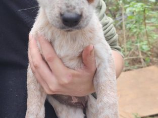 Australian Cattle Dog – Glass House Mountains