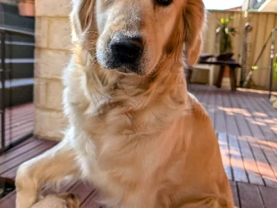 Golden Retriever – Alexander Heights