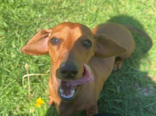 Dachshund – Tamworth