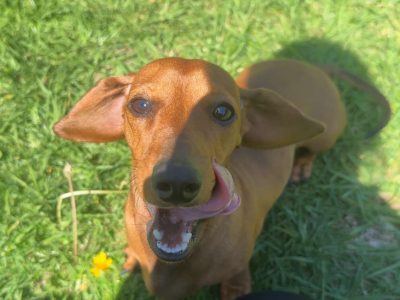 Dachshund – Tamworth