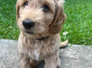 Goldendoodle – Clontarf