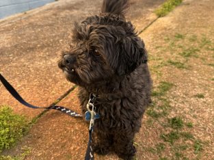 Moodle – Deloraine