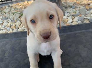 Labrador Retriever – Bendigo
