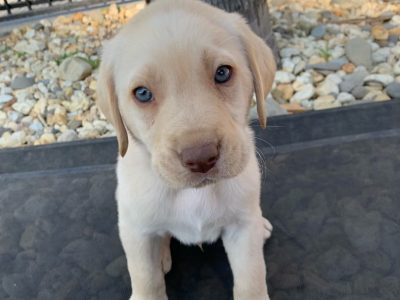 Labrador Retriever – Bendigo