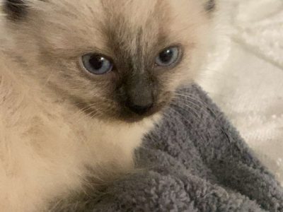 Ragdoll – Liverpool