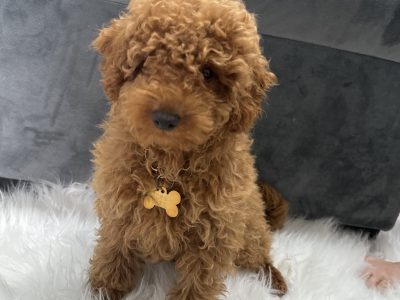 Toy Poodle – Maryana