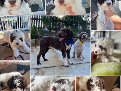 Lagotto Romagnolo – Gorokan