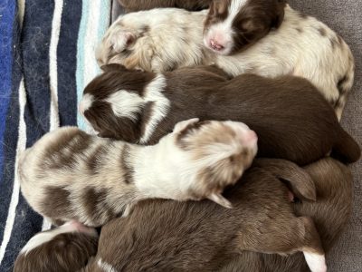 Australian Shepherd – Hayley