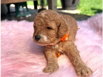 Cavoodle – Point Cook