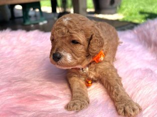 Cavoodle – Point Cook