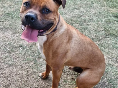 American Staffordshire Bull Terrier – Deebing Heights