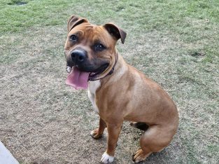 American Staffordshire Bull Terrier – Deebing Heights