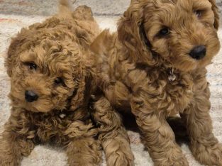 Cavoodle – Pimpama
