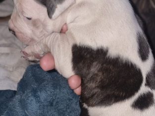 American Staffordshire Bull Terrier – Penrith