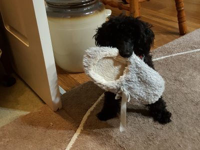 Toy Poodle – Korumburra