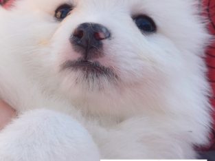 Japanese Spitz – Victor Harbor