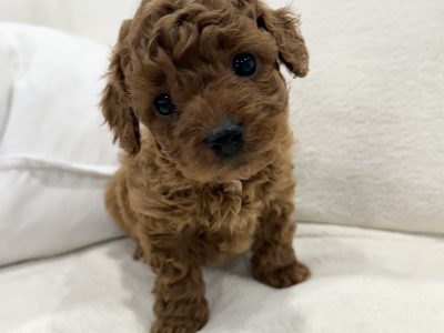 Toy Poodle – Mount Waverley