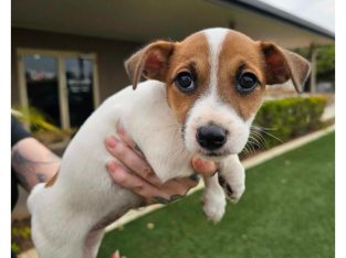 Jack Russell – Mount Isa City