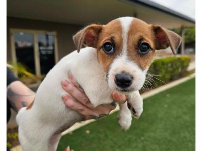Jack Russell – Mount Isa City