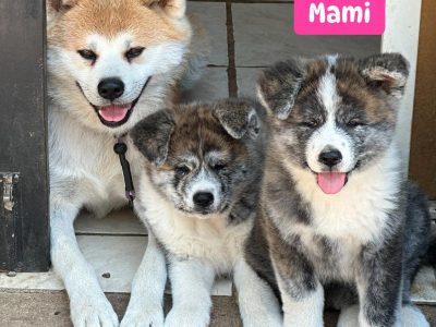 Akita – Queensland