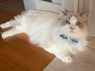 Ragdoll – Ballarat