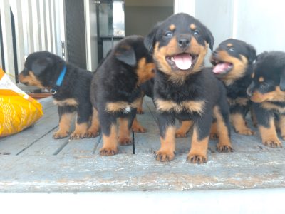 Rottweiler – Leichhardt