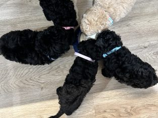 Toy Poodle – Wodonga