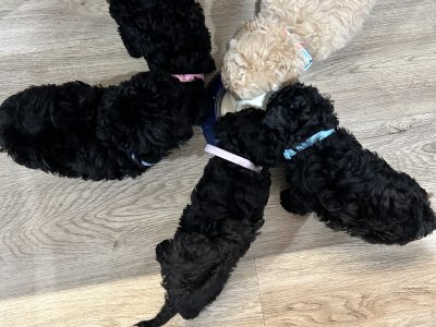 Toy Poodle – Wodonga