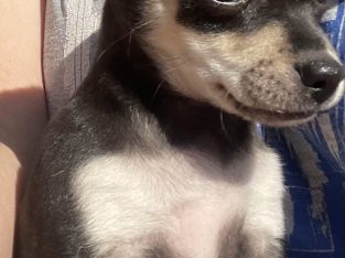 Chihuahua – Toogoom