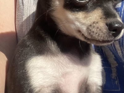 Chihuahua – Toogoom