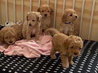 Spoodle – Leederville