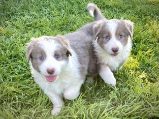 Border Collie – Tamworth