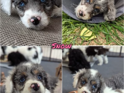 Cavoodle – Emerald Cavoodles