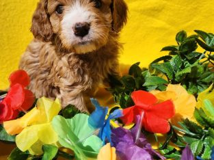 Cavoodle – Orange