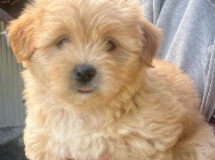 Moodle – ross meaclem