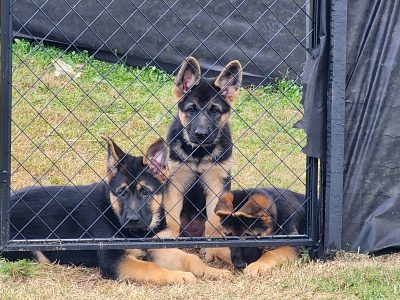 German Shepherd – Gympie