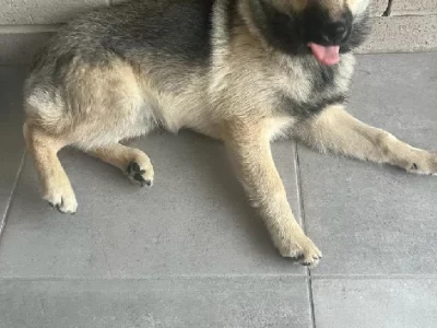 6 MTH Male POMSKY -Pimpama