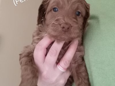 Spoodle – Ingle Farm