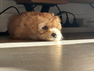 Cavoodle – Clontarf